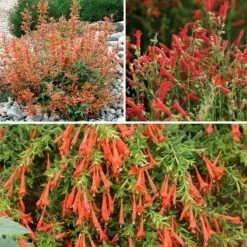 Hummingbird Container Garden 8 Hummingbird Container Garden -High Country Gardens Sales container garden for perennials collection