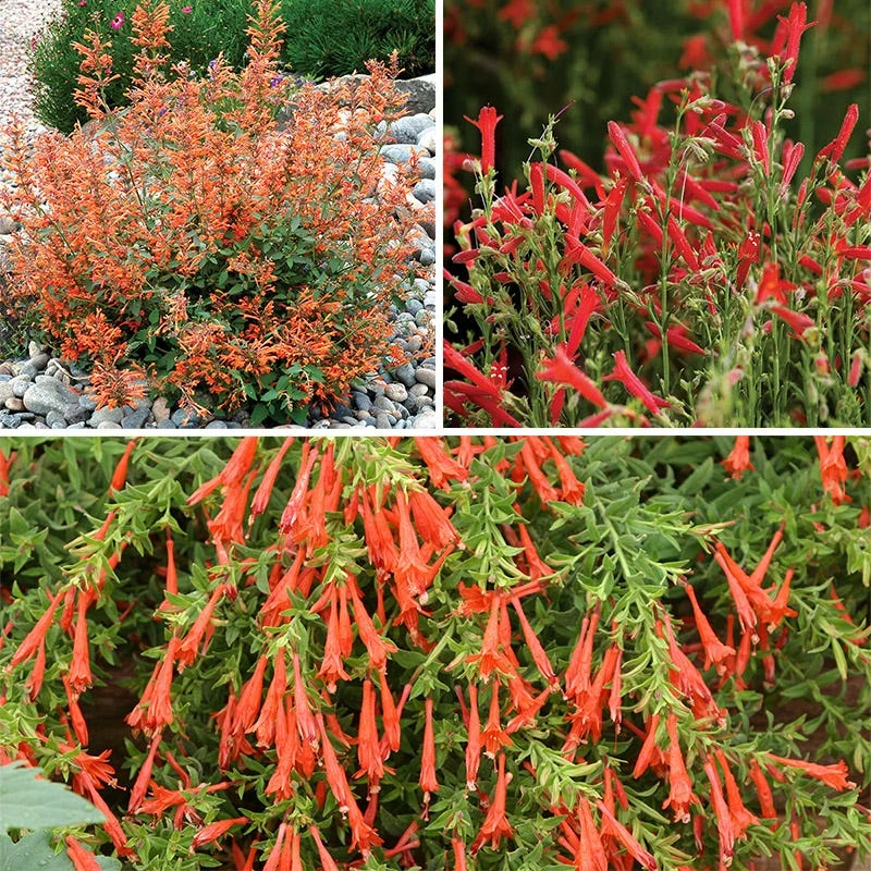 Hummingbird Container Garden 4 Hummingbird Container Garden - Image 2