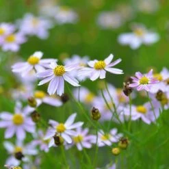 American Dream Coreopsis 9 American Dream Coreopsis -High Country Gardens Sales coreopsis american dream 3
