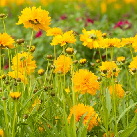 Jethro Tull Coreopsis 4 Jethro Tull Coreopsis - Image 2