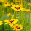 Sterntaler Coreopsis -High Country Gardens Sales coreopsis sterntaler tickseed 37945
