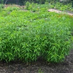 Gold Standard Coreopsis 8 Gold Standard Coreopsis -High Country Gardens Sales coreopsis gold standard foliage cropped northcreek