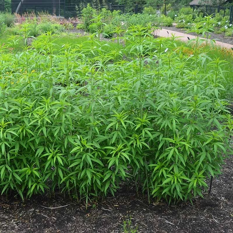 Gold Standard Coreopsis 5 Gold Standard Coreopsis - Image 3