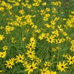 Gold Standard Coreopsis 7 Gold Standard Coreopsis -High Country Gardens Sales coreopsis gold standard northcreek cropped
