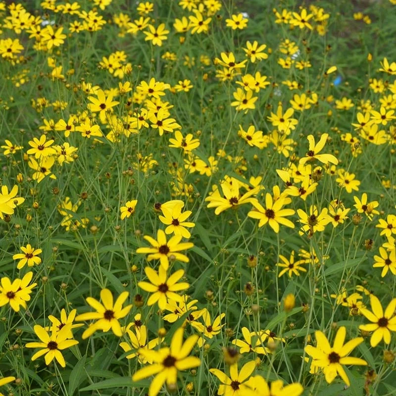 Gold Standard Coreopsis 4 Gold Standard Coreopsis - Image 2