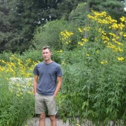 Gold Standard Coreopsis 9 Gold Standard Coreopsis -High Country Gardens Sales coreopsis gold standard size scale northcreek cropped