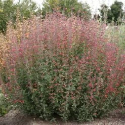 Coronado® Red Agastache 7 Coronado® Red Agastache -High Country Gardens Sales coronado red agastache full plant