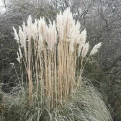 Dwarf Pampas Grass -High Country Gardens Sales cortaderia selloana white feather pampas grass winter 1