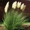 Dwarf Pampas Grass -High Country Gardens Sales cortaderia selloana pumila 2
