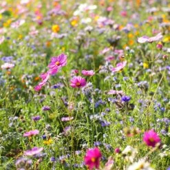 Dry Area Wildflower Seed Mix 9 Dry Area Wildflower Seed Mix -High Country Gardens Sales cosmos bachelor buttons meadow