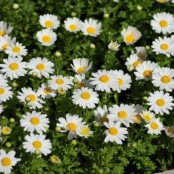 Alternative Lawn Wildflower Seed Mix -High Country Gardens Sales creeping daisy
