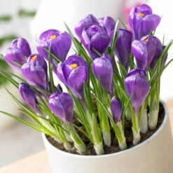 Remembrance Dutch Crocus -High Country Gardens Sales crocus remembrance visi75695