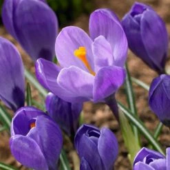 Remembrance Dutch Crocus -High Country Gardens Sales crocus remembrance visi86705