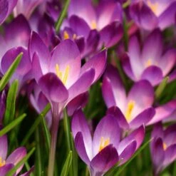 Tommasini's Ruby Giant Crocus -High Country Gardens Sales crocus tommasinianus bulbs ruby giant 39150 1 web
