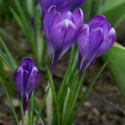 Tommasini's Ruby Giant Crocus -High Country Gardens Sales crocus tommasinianus bulbs ruby giant 39150 3 web