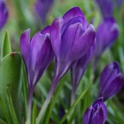 Tommasini's Ruby Giant Crocus -High Country Gardens Sales crocus tommasinianus bulbs ruby giant 39150 4 web