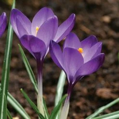 Tommasini's Ruby Giant Crocus -High Country Gardens Sales crocus tommasinianus bulbs ruby giant 39150 5 web