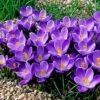 Remembrance Dutch Crocus -High Country Gardens Sales crocusremembrance4 1