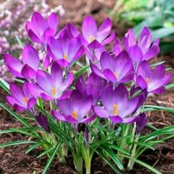 Tommasini's Ruby Giant Crocus -High Country Gardens Sales crocusrubygiant1 1