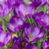 Tommasini's Ruby Giant Crocus -High Country Gardens Sales crocusrubygiant 5
