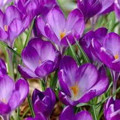 Tommasini's Ruby Giant Crocus