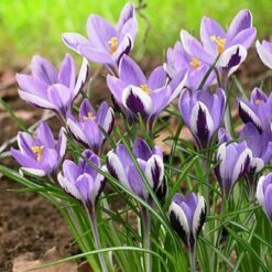 Spring Beauty Snow Crocus