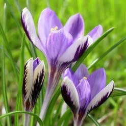 Spring Beauty Snow Crocus 7 Spring Beauty Snow Crocus -High Country Gardens Sales crocusspringbeauty1