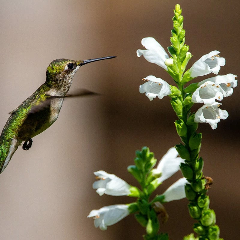 Crystal Peak White Obedient Plant 5 Crystal Peak White Obedient Plant - Image 3