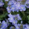 Crystal River® Veronica -High Country Gardens Sales crystal river veronica