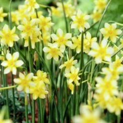 Endless Daffodil Bulb Collection 9 Endless Daffodil Bulb Collection -High Country Gardens Sales daffodil new baby yellow