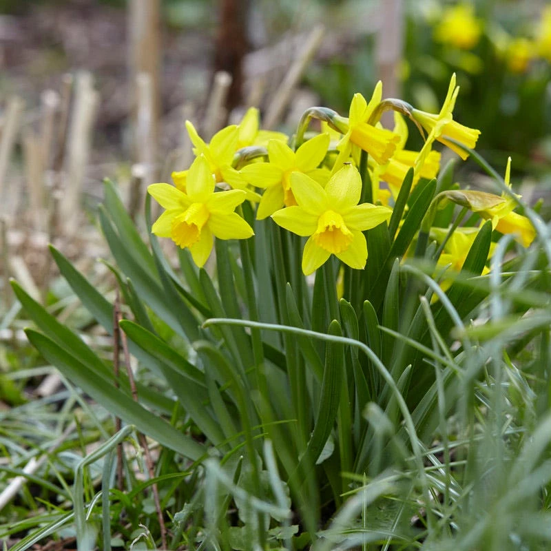 Endless Daffodil Bulb Collection 6 Endless Daffodil Bulb Collection - Image 4