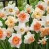60 Days Of Daffodils Mix -High Country Gardens Sales daffodil mix web