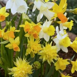 Rock Garden Daffodil Mix 5 Rock Garden Daffodil Mix -High Country Gardens Sales daffodil narcissus rock garden mixture 1