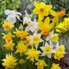 Rock Garden Daffodil Mix -High Country Gardens Sales daffodil narcissus rock garden mixture