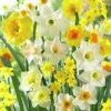 Fragrant Daffodil Mix