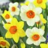 Large Cupped Daffodil Mix -High Country Gardens Sales daffodillargecuppedmix6