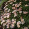 Succulent Groundcover Collection -High Country Gardens Sales delosperma alans apricot ice plant 3