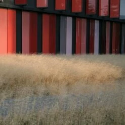 Gold Dew Tufted Hair Grass 7 Gold Dew Tufted Hair Grass -High Country Gardens Sales deschampsia cespitosa goldtau hoffman cropped 1 2