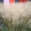 Gold Dew Tufted Hair Grass 2 Gold Dew Tufted Hair Grass -High Country Gardens Sales deschampsia cespitosa goldtau hoffman cropped 3 2