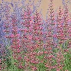 Desert Sunrise® Agastache -High Country Gardens Sales desert sunrise agastache close up