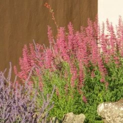 Desert Sunrise® Agastache -High Country Gardens Sales desert sunrise agastache rock garden