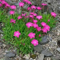 Kahori Pink® Dianthus 9 Kahori Pink® Dianthus -High Country Gardens Sales dianthus kahor pink