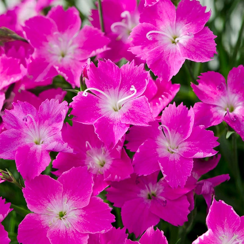 Kahori Pink® Dianthus 3 Kahori Pink® Dianthus