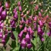 Spanish Peaks® Foxglove -High Country Gardens Sales digitalis thapsi pat.hayward plant select cropped