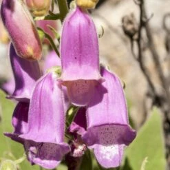 Spanish Peaks® Foxglove -High Country Gardens Sales digitalis thapsi spanish peaks spanish foxglove cropped