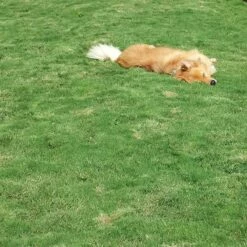 Dog Tuff™ Grass Plugs -High Country Gardens Sales dog tuff grass hblb870 with dog