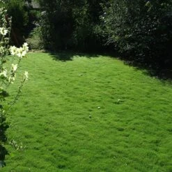 Dog Tuff™ Grass Plugs -High Country Gardens Sales dog tuff grass plug lawn