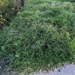 Dog Tuff™ Grass Plugs -High Country Gardens Sales dog tuff grass plugs close