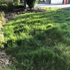 Dog Tuff™ Grass Plugs -High Country Gardens Sales dog tuff grass plugs dog friendly grass