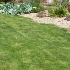 Dog Tuff™ Grass Plugs -High Country Gardens Sales dog tuff cape buffalo grass 3 web